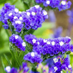 Statice Limonium sinuatum Blue River for planting in rock garden