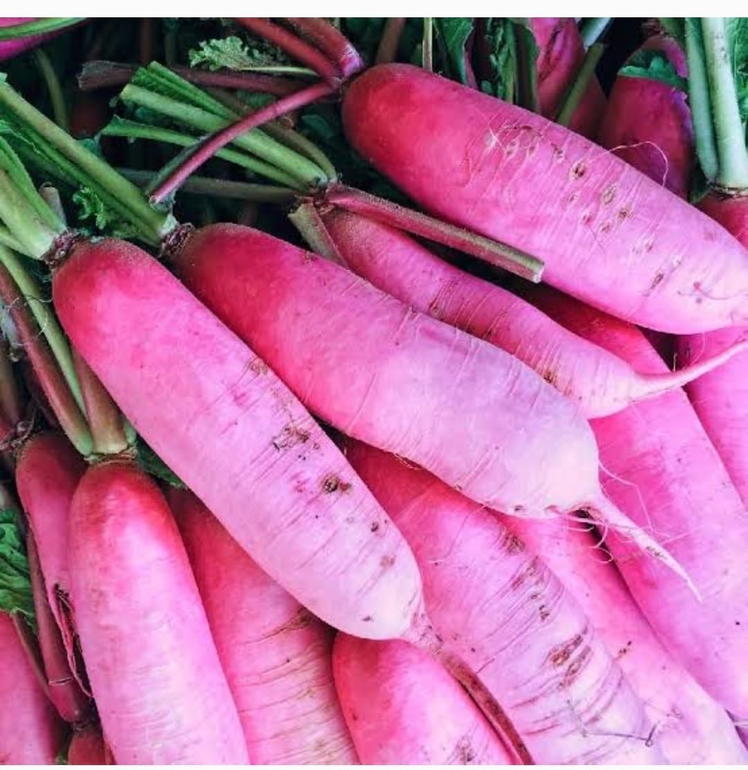 Radish Seeds (Dark Pink) – Fresh Vegetable Seeds for Planting Dark Pink Radishes