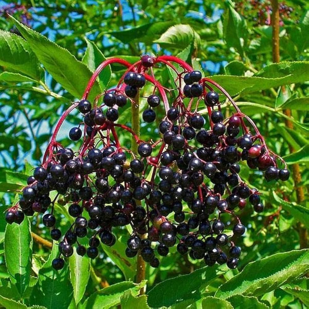Elderberry Sambucus nigra for planting in home orchard