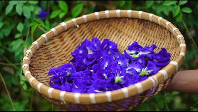 Clitoria Ternatea Flower Clitoria ternatea Seeds for Planting in Flower Bed & Garden