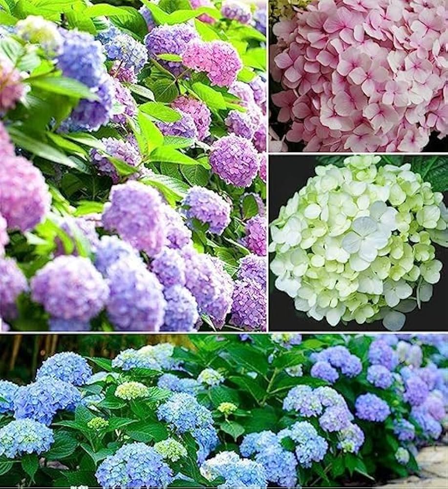 Royal Dream Hydrangea Seeds or Seeds Flower Flower Seeds – Heirloom, Non-GMO, High Germination Organic Garden Seeds