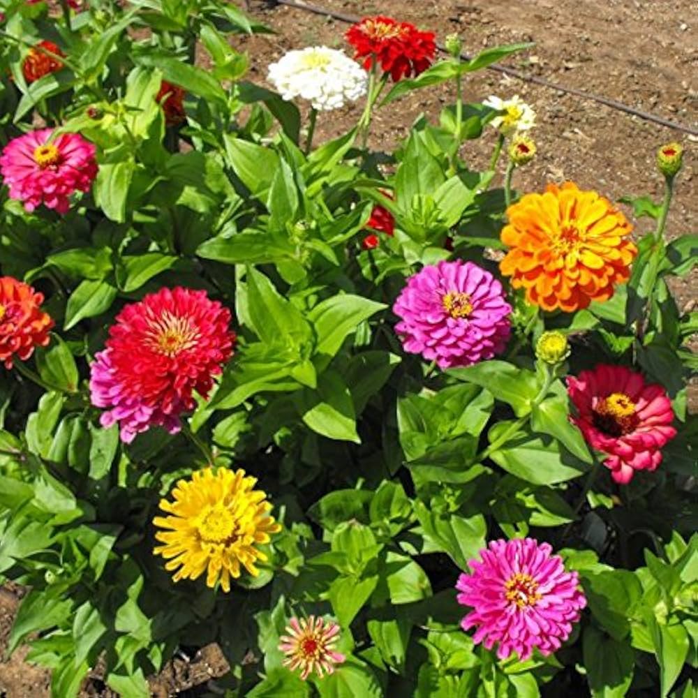 California Giant Zinnia Seeds for Planting Zinnia elegans for Pollinator Garden and Flower Beds