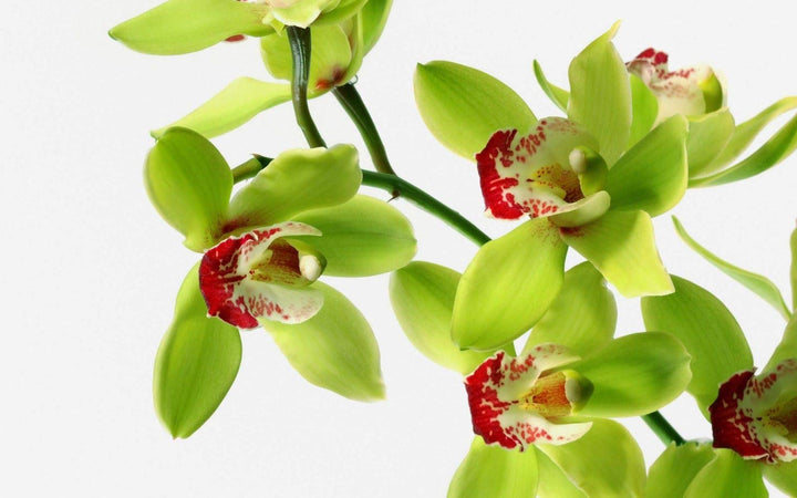 Dendrobium Green Red Orchid Seeds for Planting – Organic, Heirloom, Non-GMO