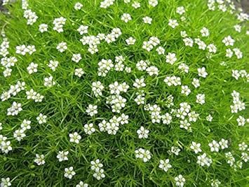 White Sagina Subulata Flower Seeds for Planting, 100 seeds for planting in home garden