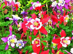 Aquilegia Viridiflora Seeds for planting in flower bed