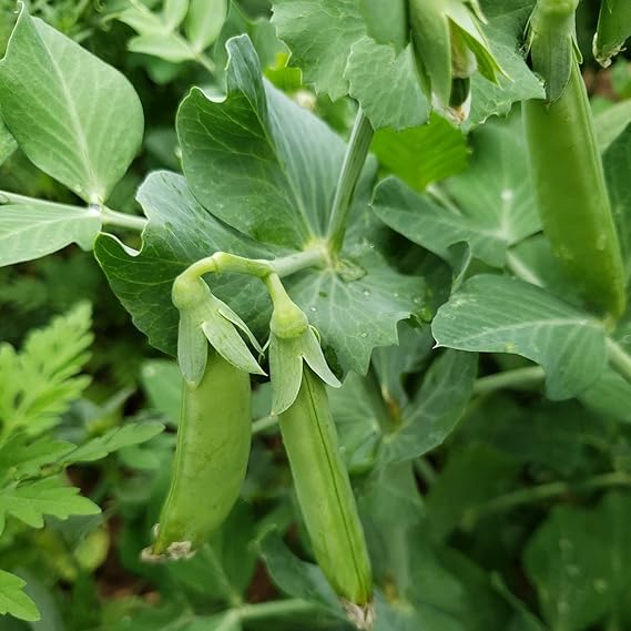 Pea Pisum sativum Sugar Daddy vegetable seeds for planting in vertical garden or home garden beds