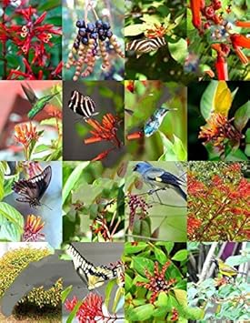 Mixed Hamelia Patens Flower Seeds for Planting - 100 seeds for planting in home garden