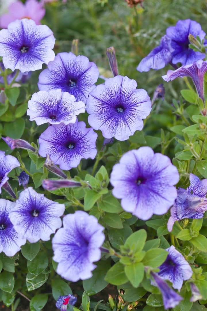 Blue Petunia Hybrida Flower Seeds for Planting in balcony garden pots and vertical containers