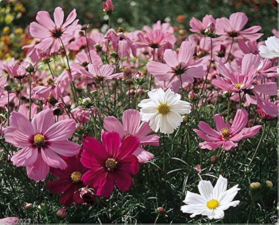 Cosmos Sensation Pinkie Flower Seeds for Soft, Pink Blooms in Your Garden