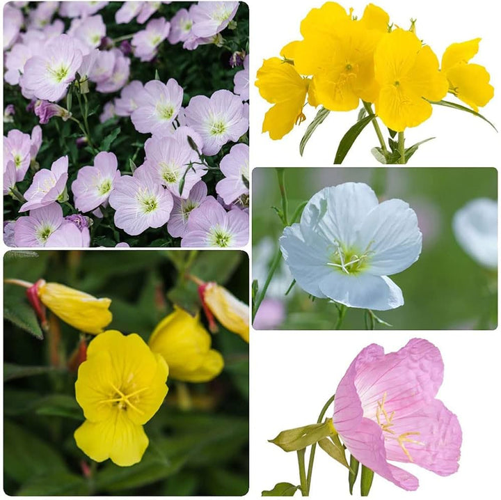 Mixed Oenothera Biennis Flower Seeds for Planting - 100