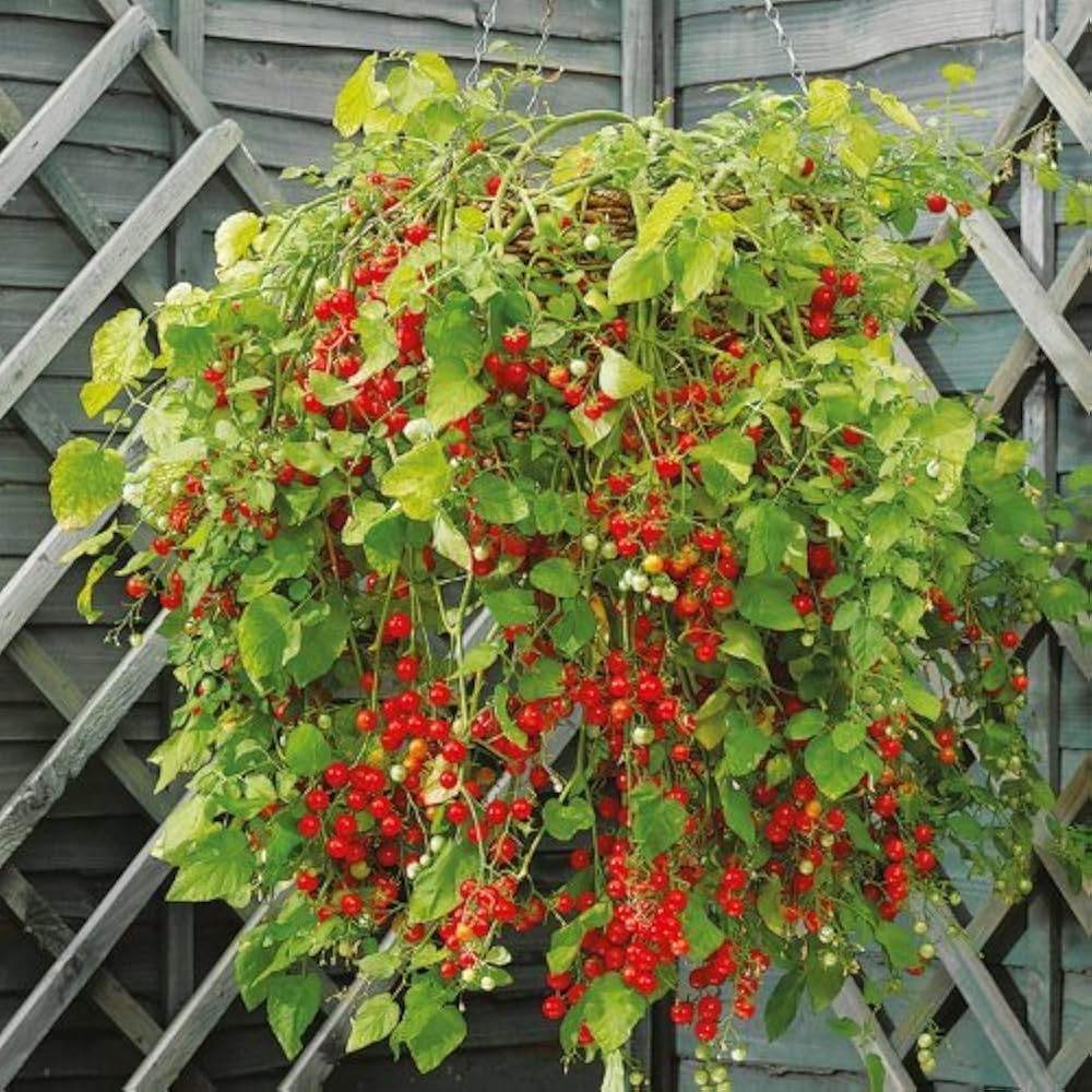 Tomato Solanum lycopersicum Patio variety vegetable seeds for planting in kitchen garden or balcony containers