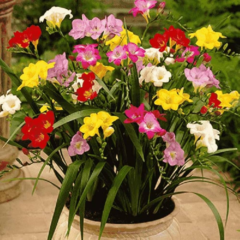 Freesia Seeds Mixed Colors for Garden and Container Planting