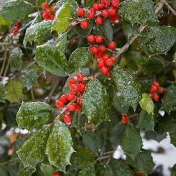 Red Ilex Opaca Fruit Seeds - Hardy Shrubs with Red Berries for Ornamental Appeal