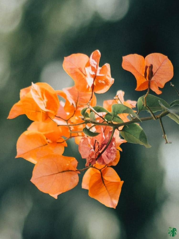 Bougainvillea Orange Flower Seeds for Planting - 100 seeds for planting in home garden