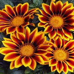Gazania Kiss Golden Flame flowers grown from seeds with striking golden and red sunburst petals