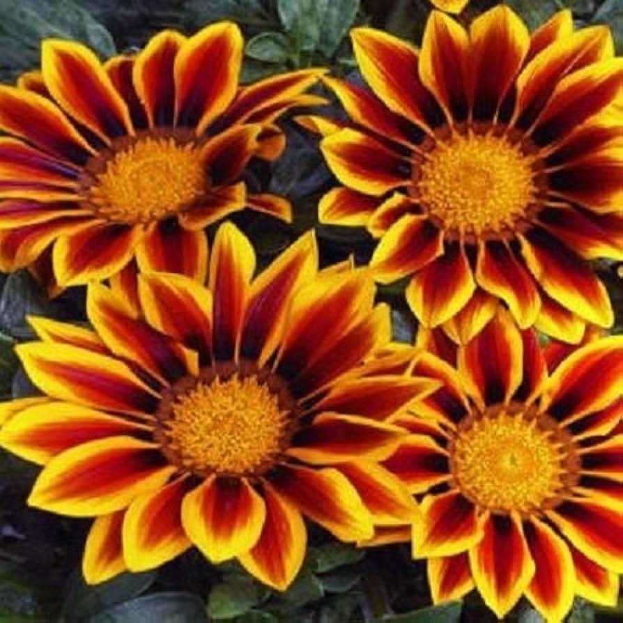 Gazania Kiss Golden Flame flowers grown from seeds with striking golden and red sunburst petals