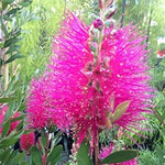 Pink Bottle Brush Flower Seeds for Planting, 100 pcs for planting in your garden.