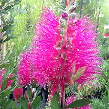 Pink Bottle Brush Flower Seeds for Planting, 100 pcs for planting in your garden.