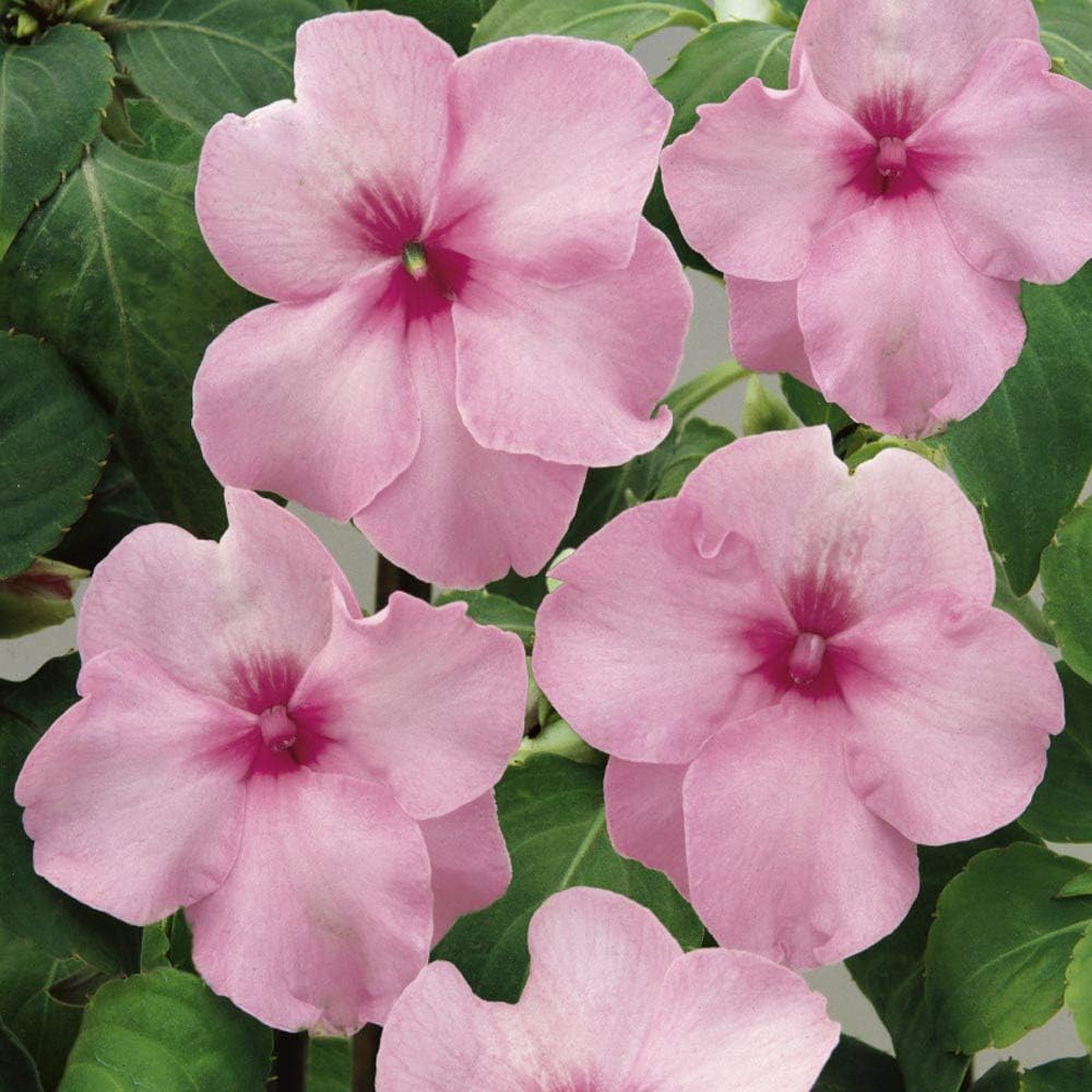 Pink Impatiens Flower Seeds for Planting – Organic, Heirloom, Non-GMO Shade Garden Seeds for planting in your garden.