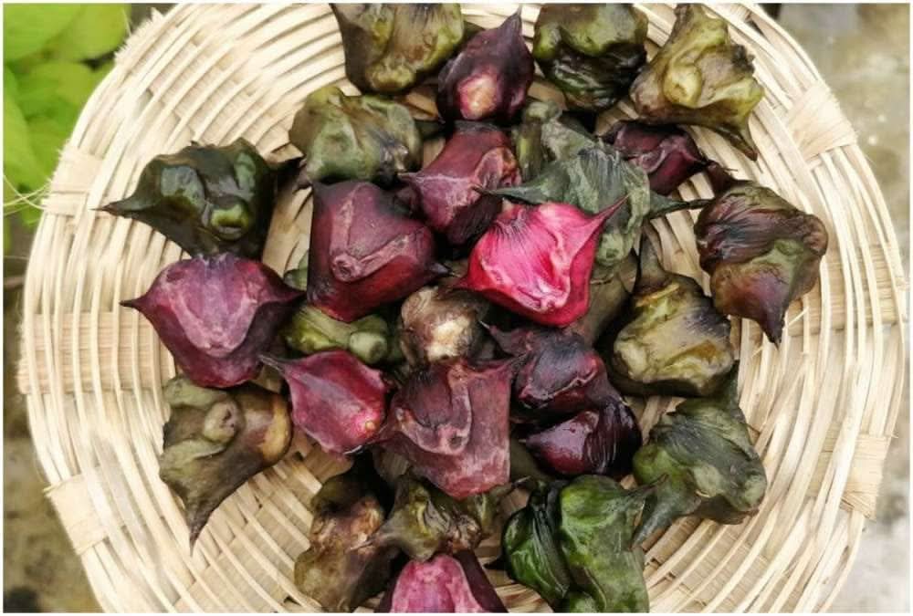 Water Chestnut Eleocharis Dulcis vegetable seeds for planting in wetland home garden containers and ponds