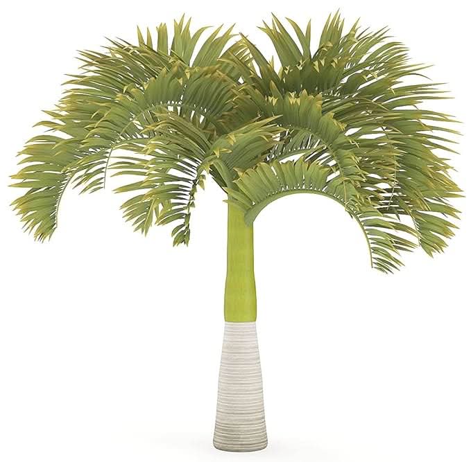 Christmas palm Adonidia merrillii seeds for garden