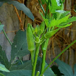 Dwarf Pod Green Okra for vegetable garden planting