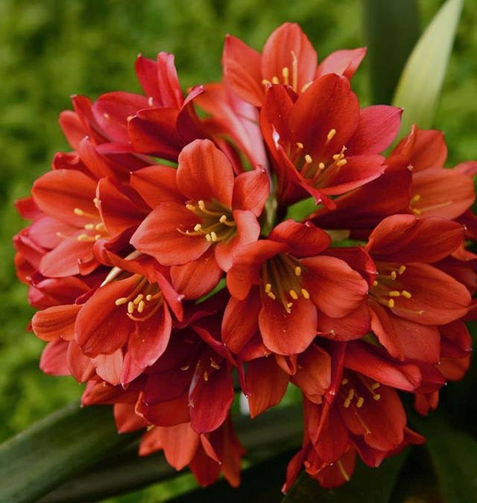 Clivia Miniata Flower Seeds for Planting in Indoor Pots and Shaded Home Garden Areas