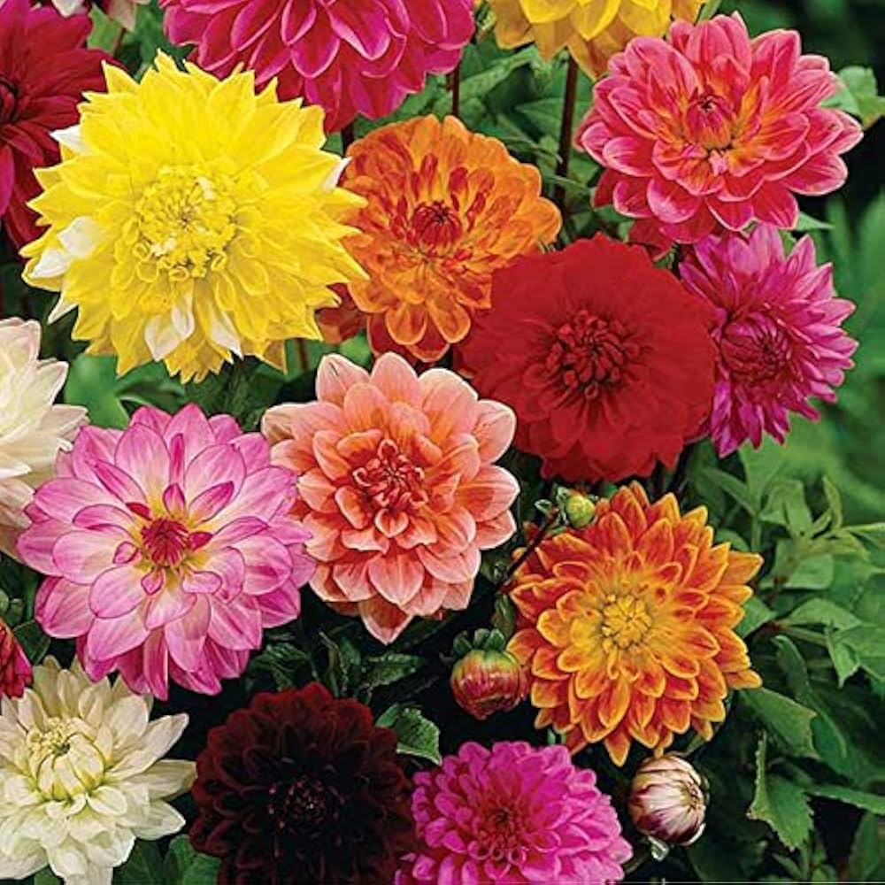 Dahlia Flower Seeds - pcs Mixed Colors for DIY Garden & Wholesale Shipping
