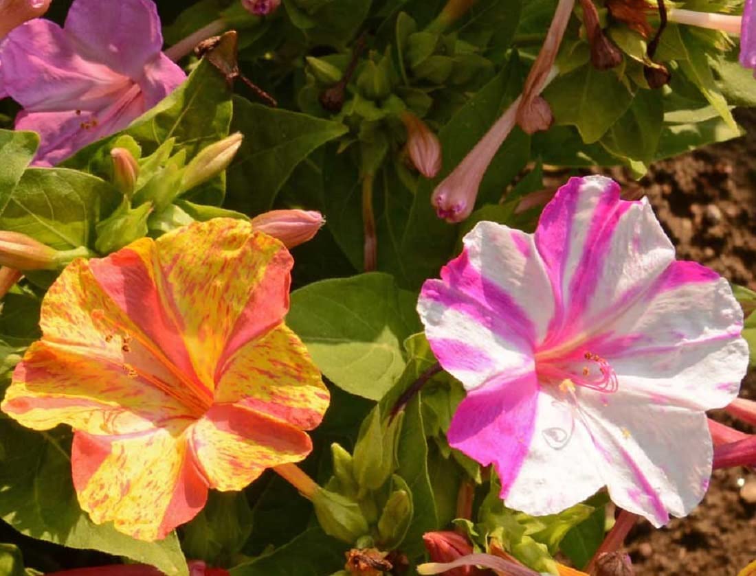 Four O'Clock Mirabilis jalapa Red flower seeds for planting in home garden or evening bloom garden beds