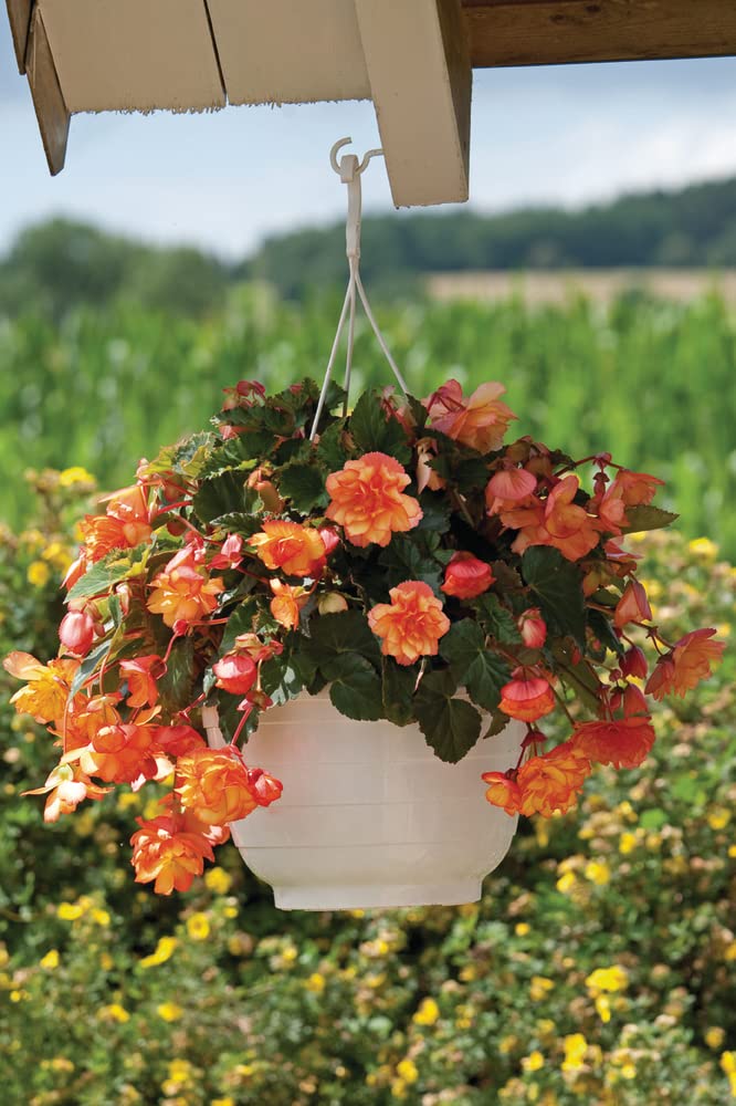 Begonia Begonia tuberhybrida Golden Picotee Illumination flower seeds for home garden
