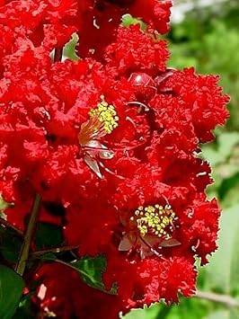Organic Myrtle Flower Seeds for Planting – Heirloom, Non-GMO