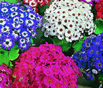 Cineraria Florist Mix (Cineraria spp.) seeds for cut flower garden planting