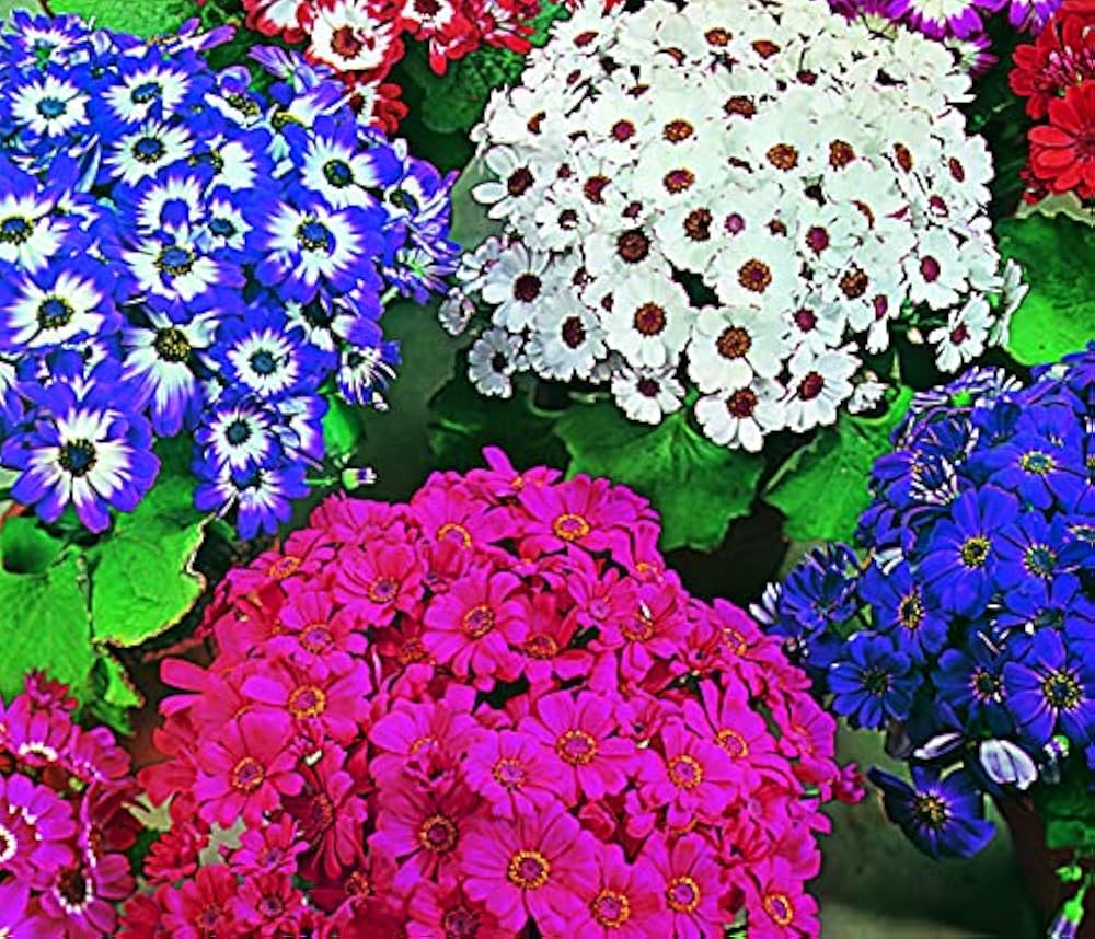 Cineraria Florist Mix (Cineraria spp.) seeds for cut flower garden planting