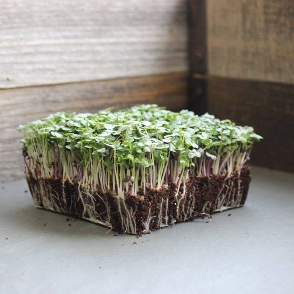 Tatsoi Organic Microgreen Seed