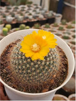Flowering cactus mix seeds rare exotic desert succulents