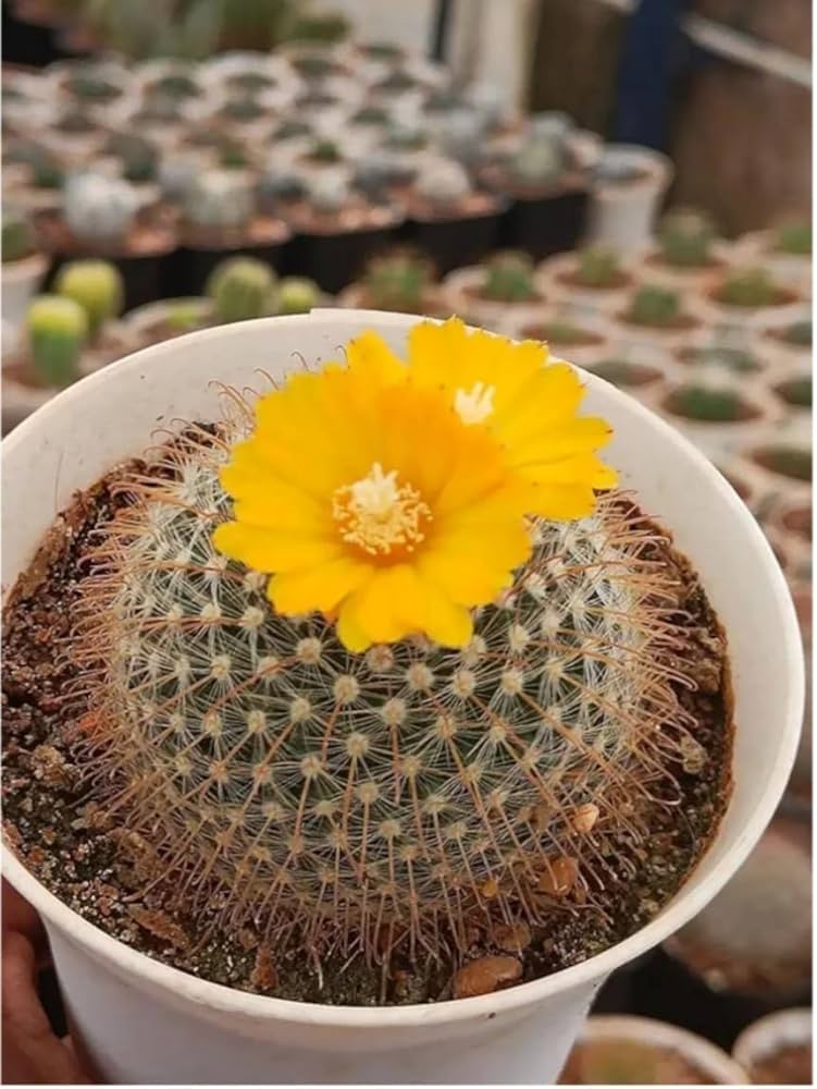 Flowering cactus mix seeds rare exotic desert succulents
