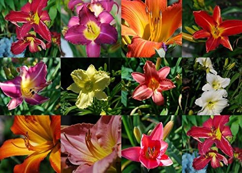 Hemerocallis Daylily Seeds - Premium Mixed Red and Purple Blooms for Colorful Perennial Gardens