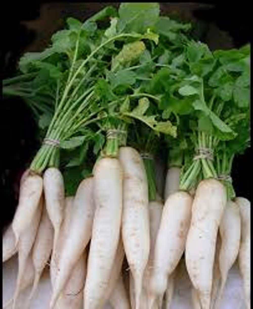 Japanese Minowase Daikon Radish Seeds