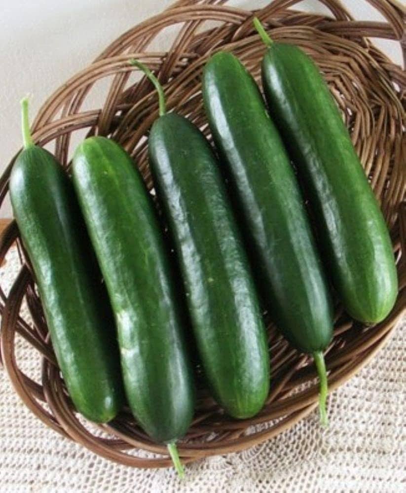 Jawell Cucumber Seeds Dark Green in Ribbed Fruit