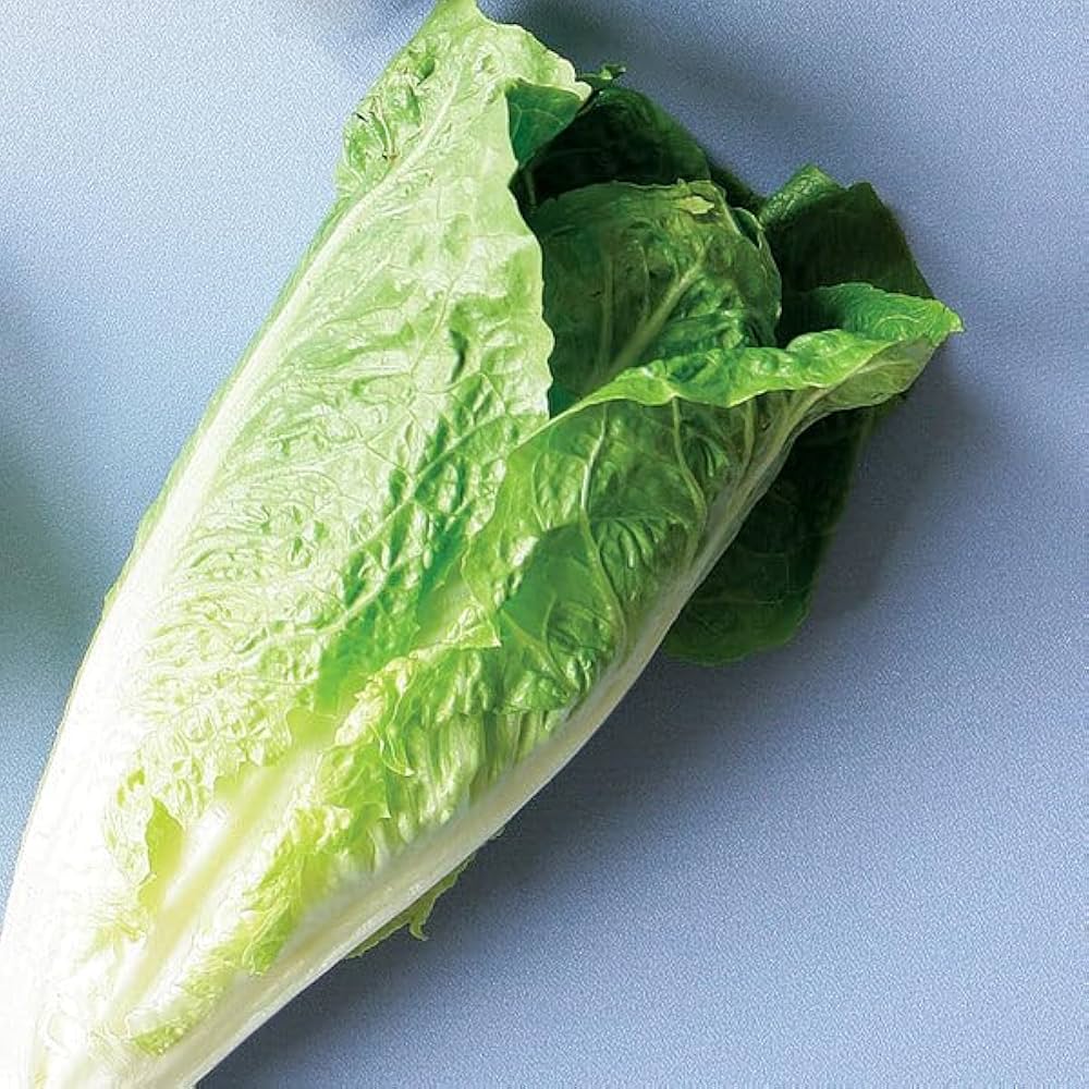 Roman Lettuce Seeds