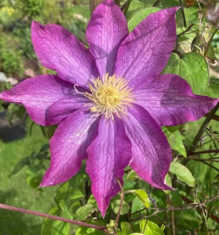 Clematis Flower Seeds - pcs Mix for Beautiful DIY Garden Projects