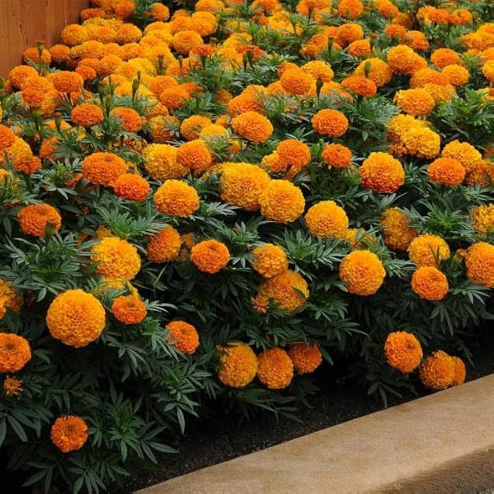 Yellow Marigold with Red Center Flower Seeds