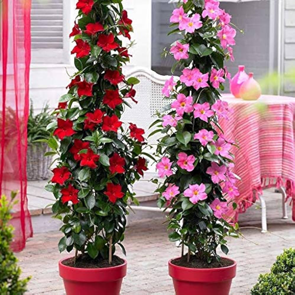 Climbing Mandevilla Sanderi Flower for planting