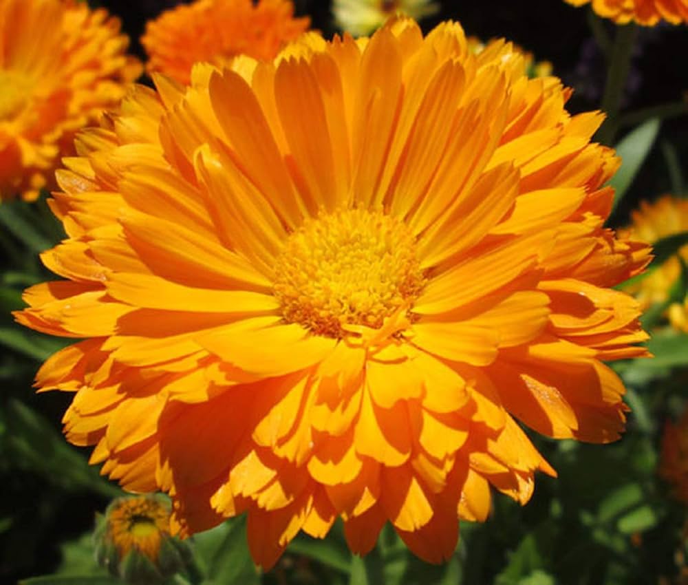 Calendula Officinalis Orange King pot marigold flower seeds