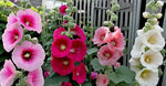 Beautiful Hollyhock Organic Flower Seeds