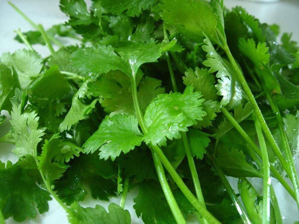 Coriander Cilantro Seeds Coriandrum sativum for Planting in Herb Patch and Kitchen Garden