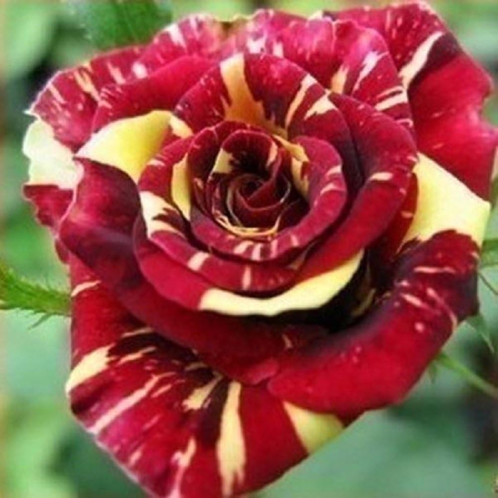 Abracadabra China Rose Sows Decor - Heirloom, Non - Gmo Seeds