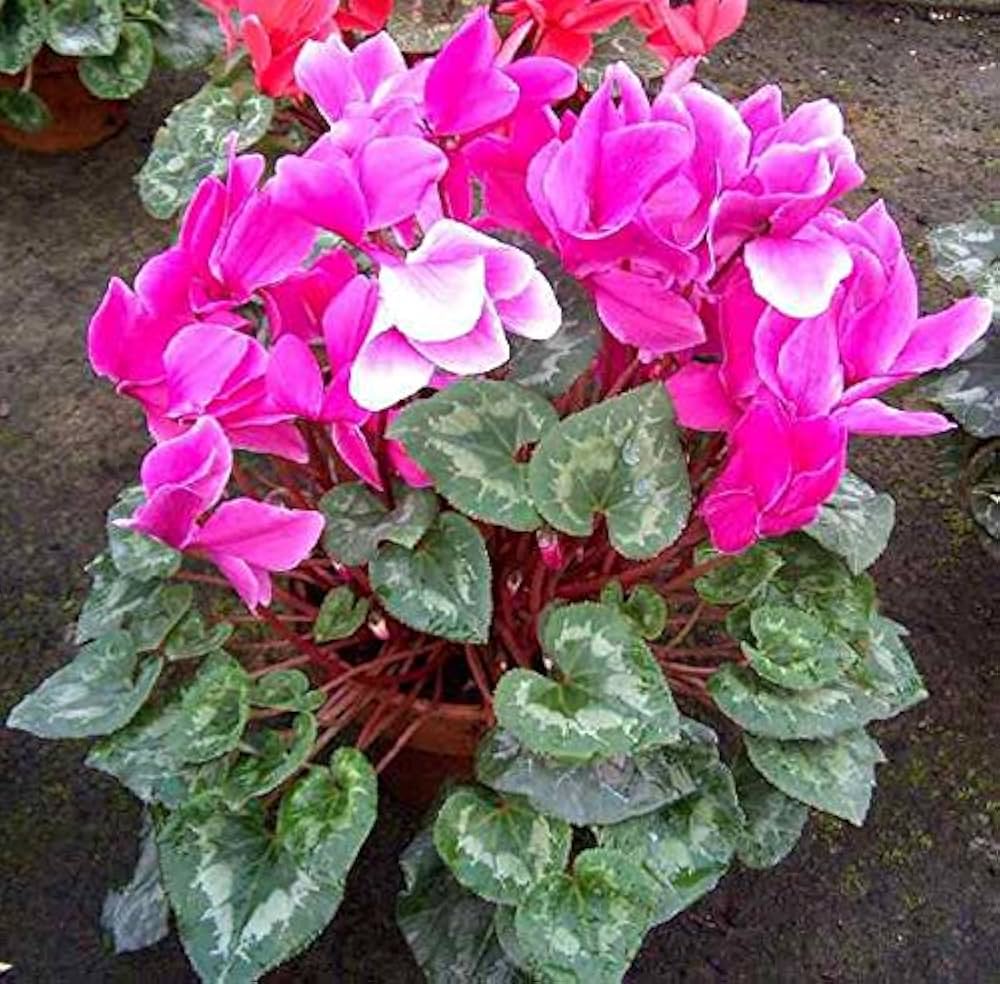 Cyclamen Coum (Winter Flowers, Pink/Cerise) Fresh Seeds