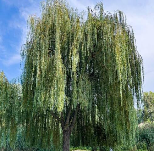 Green Willow Tree