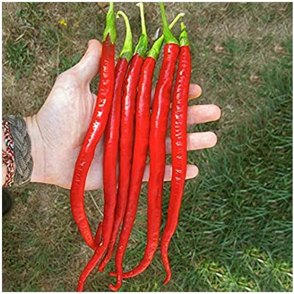 Pepper Capsicum Annuum Giant Spicy Chili Vegetable Seeds for Planting – Perfect for Spicy Culinary Use and High-Yield Harvest